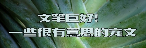 文笔巨好！一些很有意思的宠文